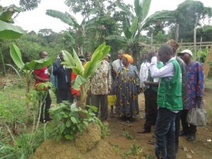 Participants observing a BBTV infected plant in a field