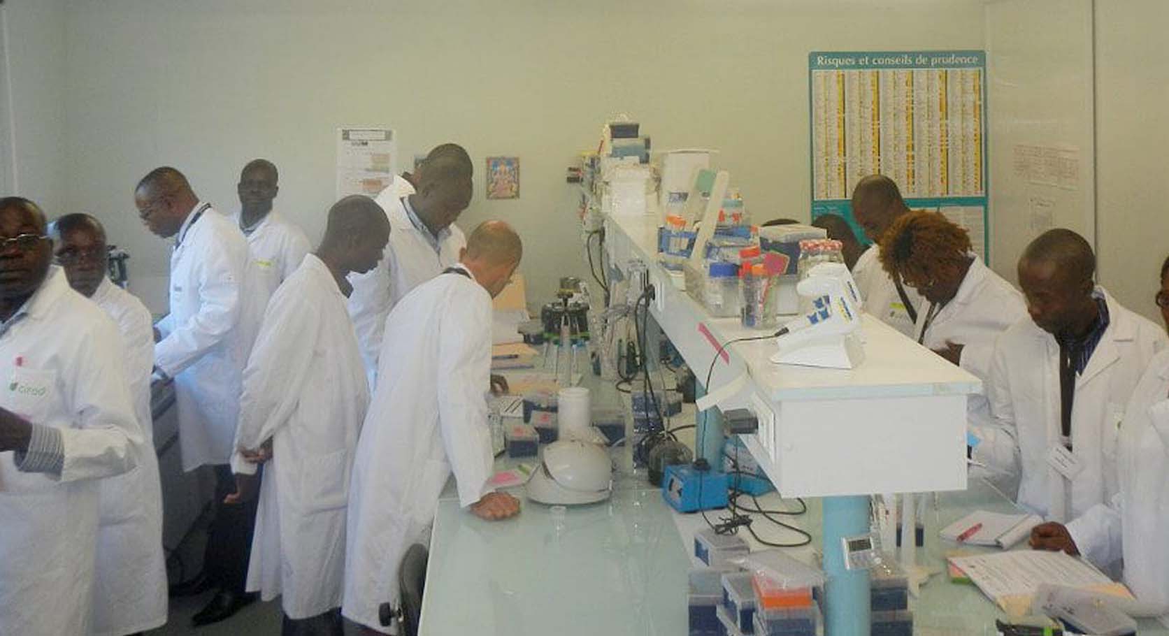 Banana Bunchy Top Disease Alliance