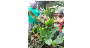Banana Bunchy Top Disease Alliance