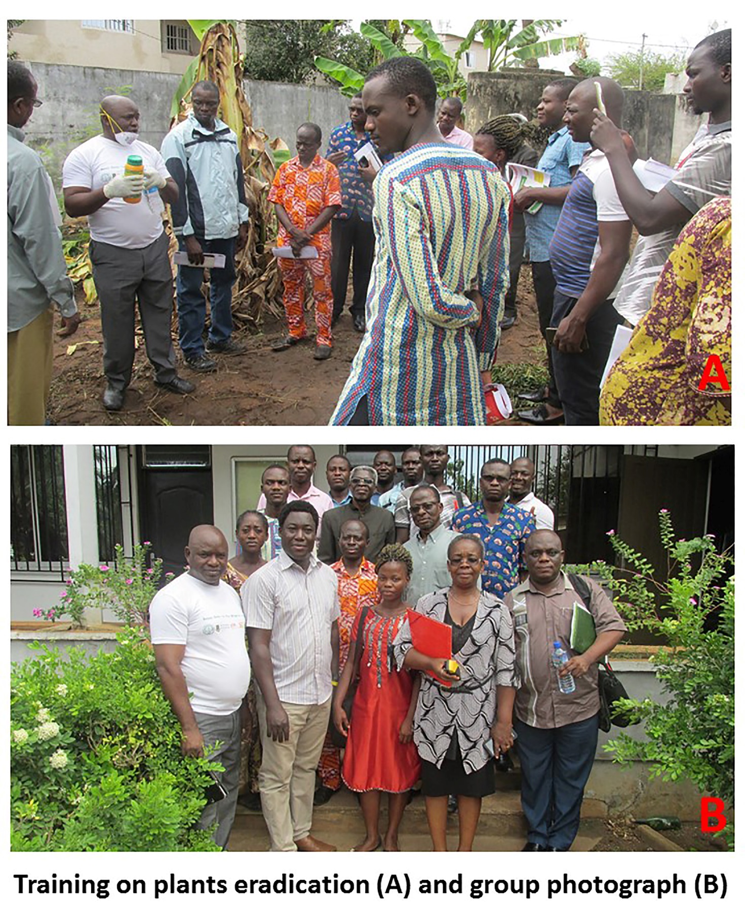 Training on BBTV control in Togo Banana Bunchy Top Disease