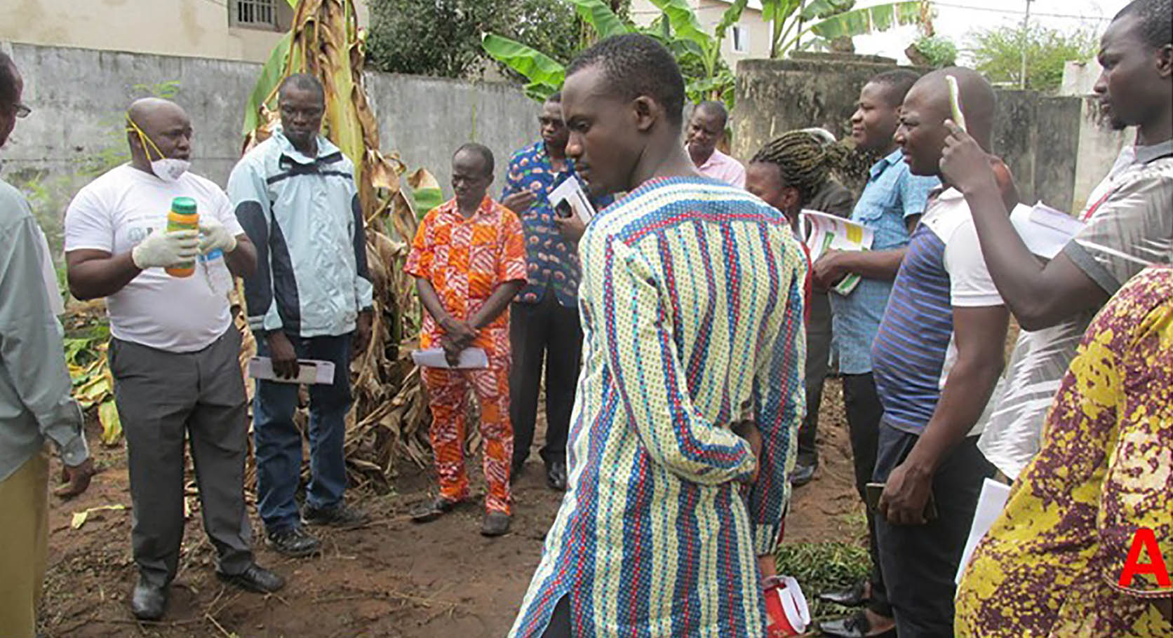 Training on BBTV control in Togo Banana Bunchy Top Disease