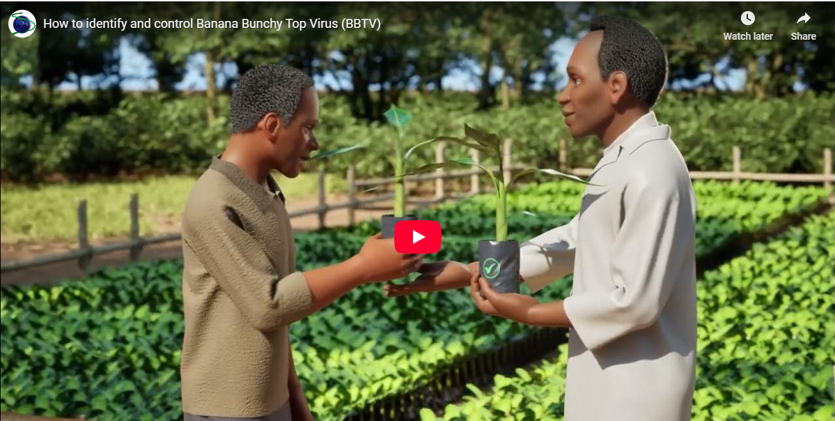 Banana Bunchy Top Disease Alliance