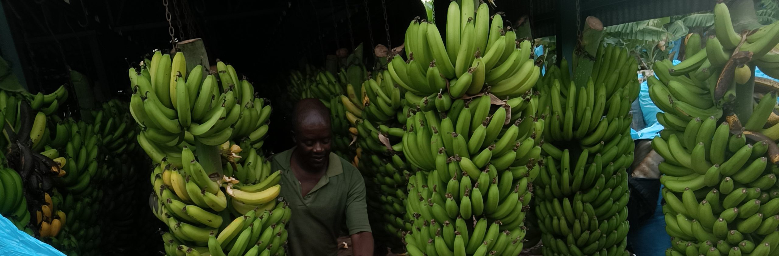 Banana Bunchy Top Disease Alliance