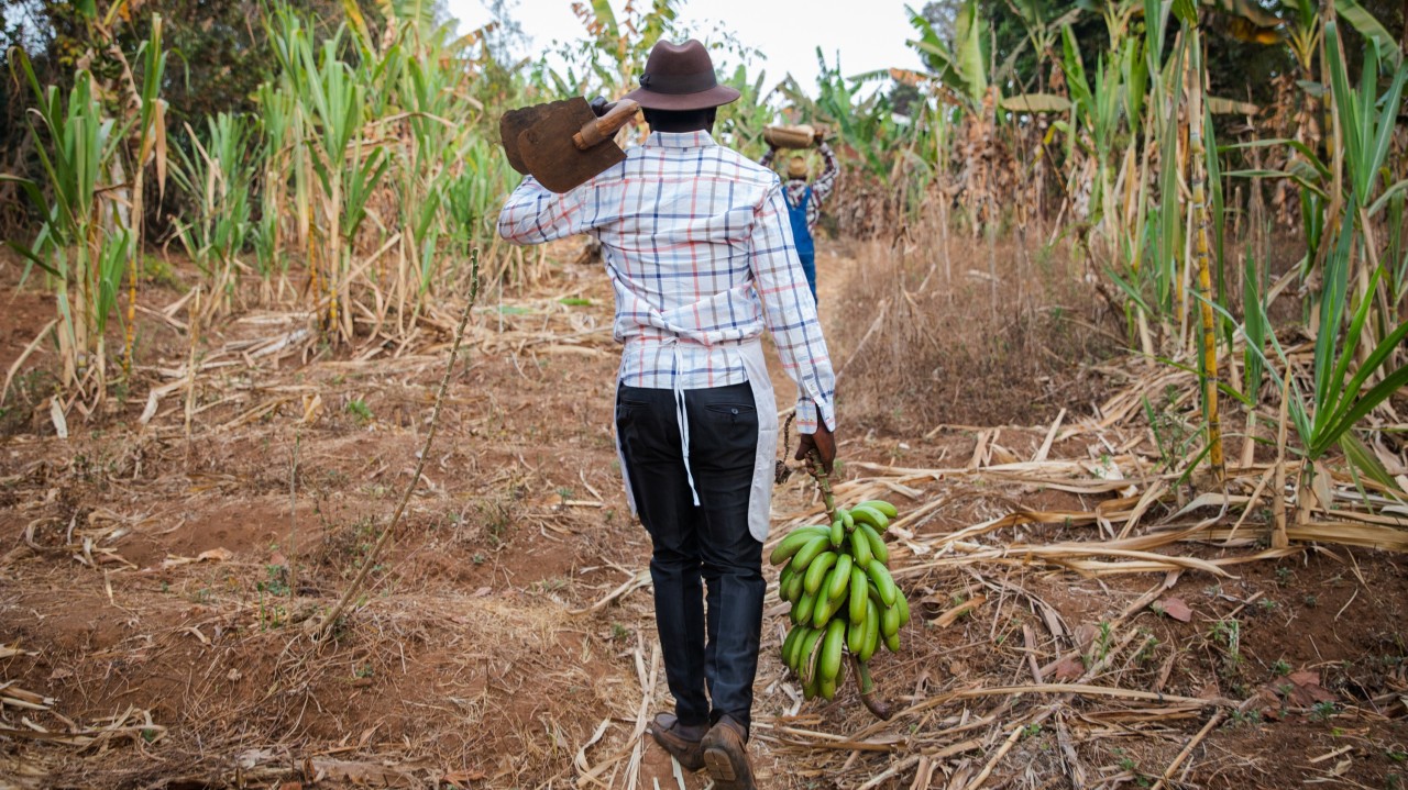 Banana Bunchy Top Disease Alliance