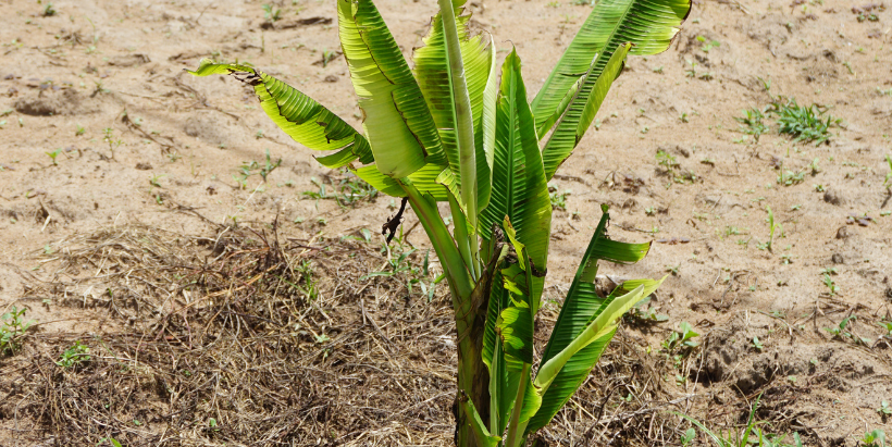 Banana Bunchy Top Disease Alliance