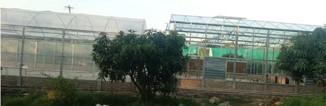 Banana Bunchy Top Disease Alliance